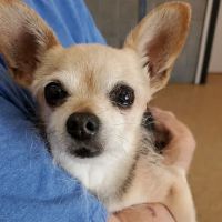 Agri-Pet Veterinary Service ico