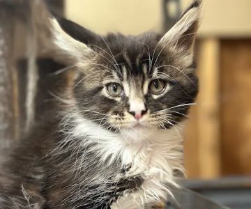 Singularity Maine Coons