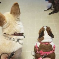 West Side Animal Clinic ico