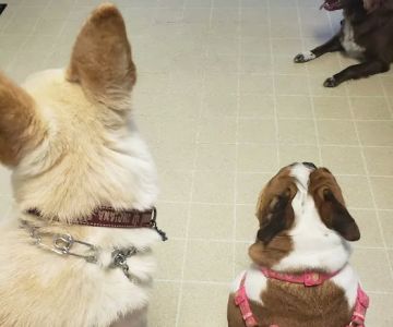 West Side Animal Clinic