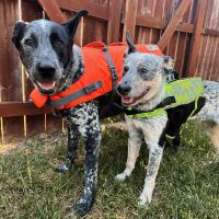 Brookside Animal Hospital ico