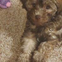 Dixie Animal Clinic ico