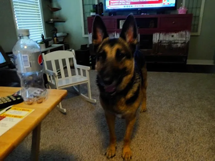 Dixie Animal Clinic 12