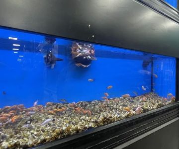 Pet Supermarket