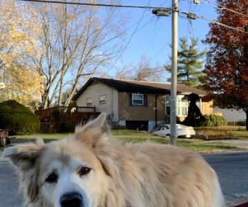 Animal House Calls