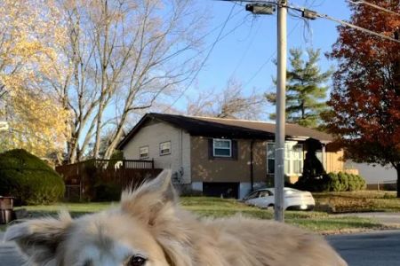 Animal House Calls