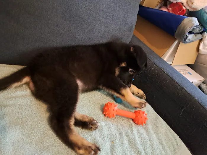Banfield Pet Hospital 12