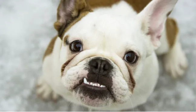 The Pet Wellness Group: Hebron 12