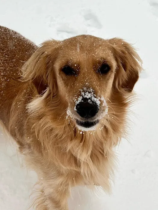 The Pet Wellness Group: Hebron 12