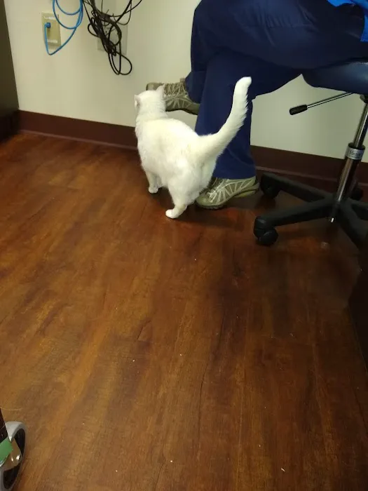 The Cat Vet of Hebron 12