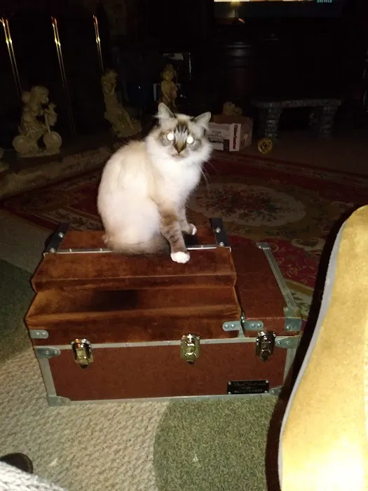 The Cat Vet of Hebron 12