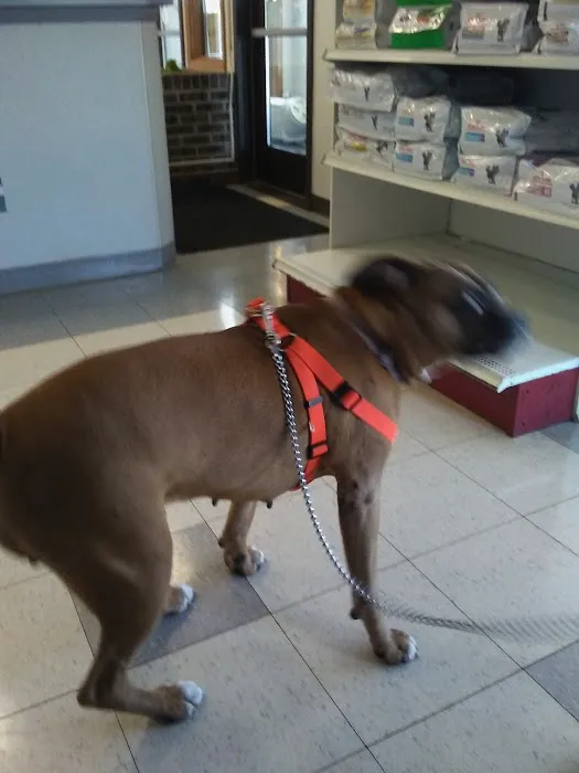 Burlington Pet Hospital 12