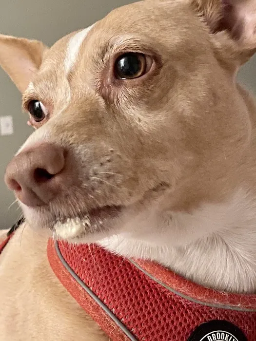 Burlington Pet Hospital 12