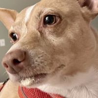 Burlington Pet Hospital ico