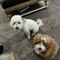 Tri Point Veterinary Clinic ico