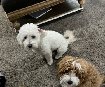 Tri Point Veterinary Clinic