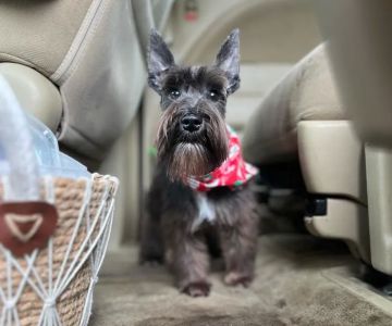 Palace Pickney Pets