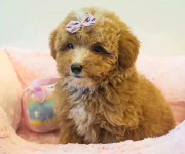 Paradise Puppies