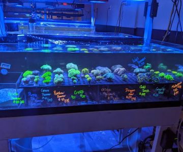 The Coral Zoo