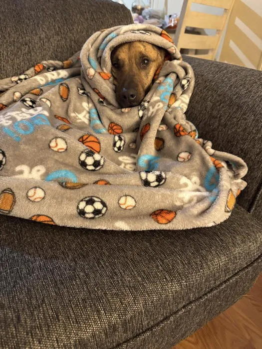The Pet Wellness Group: Florence 12