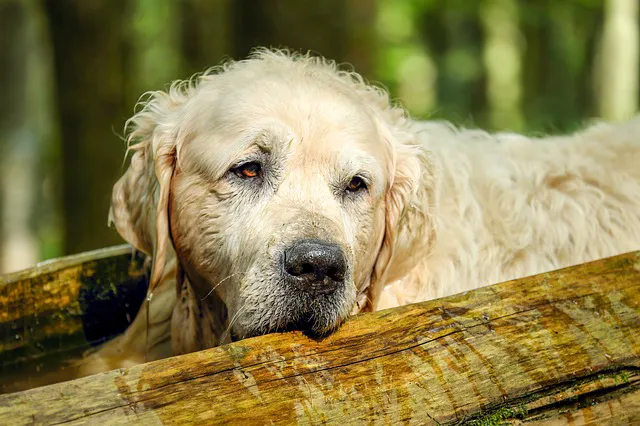 The Pet Wellness Group: Florence 12