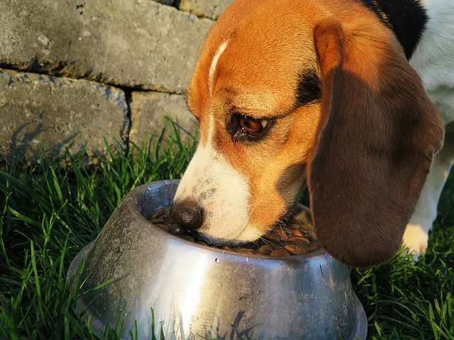 The Pet Wellness Group: Florence 12
