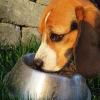 The Pet Wellness Group: Florence ico