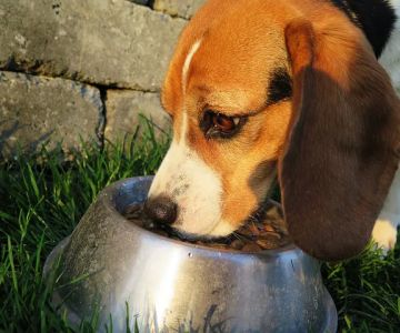 The Pet Wellness Group: Florence