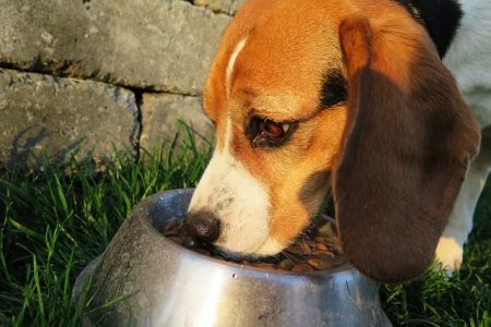 The Pet Wellness Group: Florence