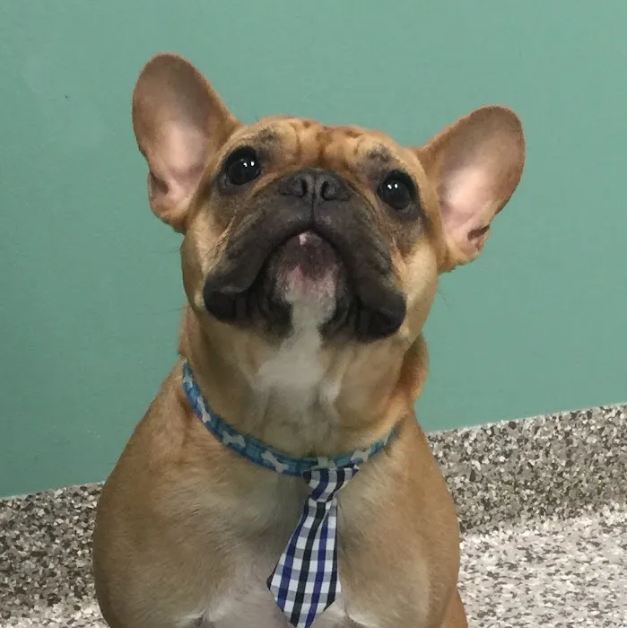 The Pet Wellness Group: Florence 12