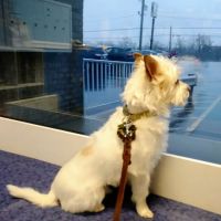 Oak Crest Animal Hospital ico