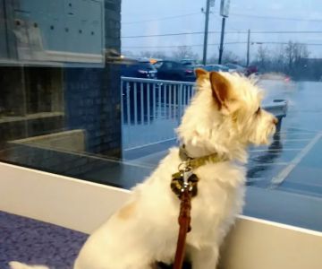 Oak Crest Animal Hospital