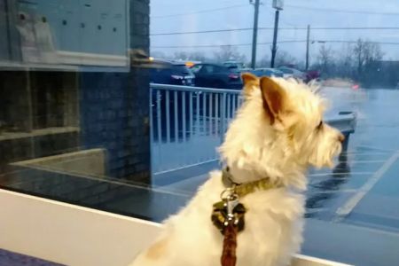 Oak Crest Animal Hospital