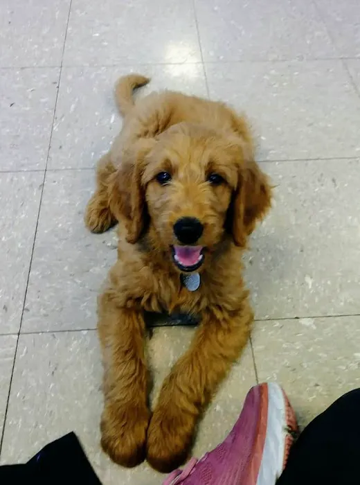 Oak Crest Animal Hospital 12