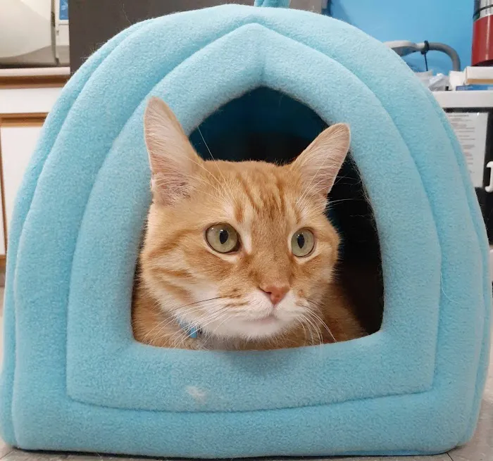 Oak Crest Animal Hospital 12
