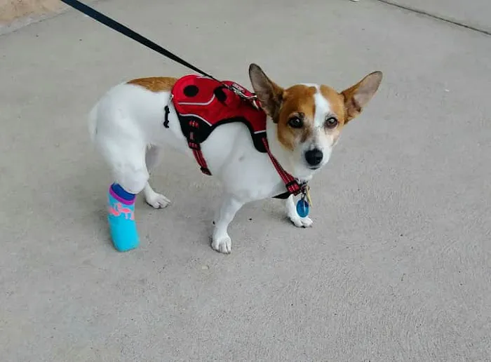 Oak Crest Animal Hospital 12