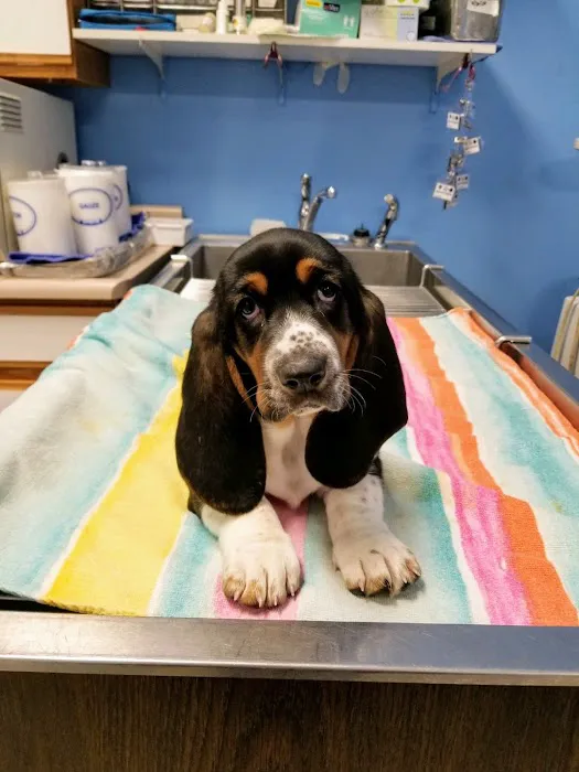 Oak Crest Animal Hospital 12