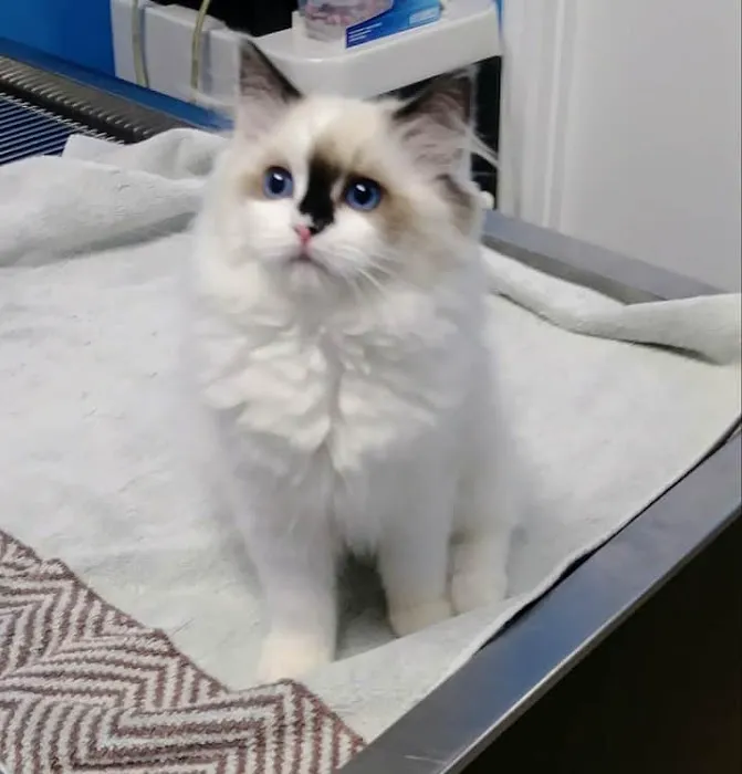 Oak Crest Animal Hospital 12