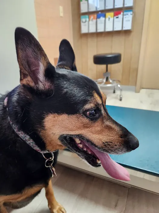 Westside Animal Hospital 12