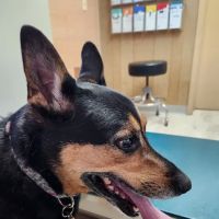 Westside Animal Hospital ico