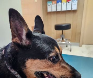 Westside Animal Hospital