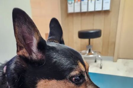 Westside Animal Hospital