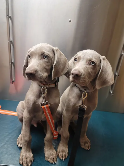 Westside Animal Hospital 12