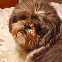 Monfort Heights Animal Clinic ico