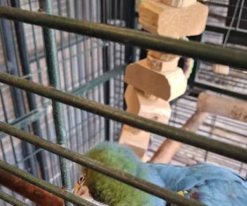 Birds of Paradise Sanctuary & Rescue