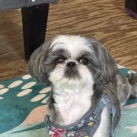 Glenway Animal Hospital ico