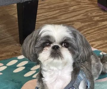 Glenway Animal Hospital