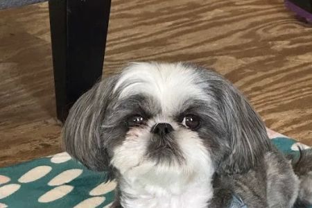 Glenway Animal Hospital