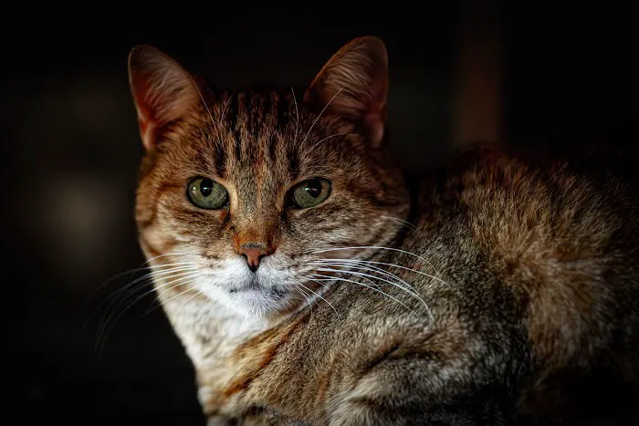 Glenway Animal Hospital 12