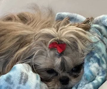 Petland Bradenton
